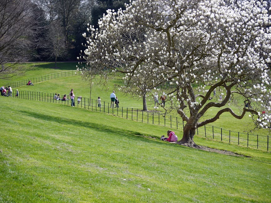 A scenic park scene featuring a large flowering tree with white blossoms and twisted branches, situated on a gently sloping grassy hill. Several people are scattered around, some walking along a grave