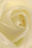 Drawn into the intimate heart of a pure white rose, you're enveloped by creamy petals that softly spiral inward-a visual echo of the peaceful enclaves found throughout Hampstead Garden Suburb. Each petal, nearly translucent at the edge and smooth to the touch, carries a sense of morning serenity, much like mist rising over the tranquil lawns of Central Square. Gentle shadows curl within the folds, offering a quiet drama that invites reflection and calm. The bloom's understated radiance and subtle scent suggest reverence, making it a poignant choice for moments of sympathy, admiration, or celebrating new beginnings. The artistry behind its formation speaks of a florist's careful hands, well-acquainted with the neighbourhood's sense of tradition and care. This close perspective not only highlights the rose's natural grace but also honours the trust placed in local florists to convey life's heartfelt moments through beautifully crafted flowers in Hampstead Garden Suburb.